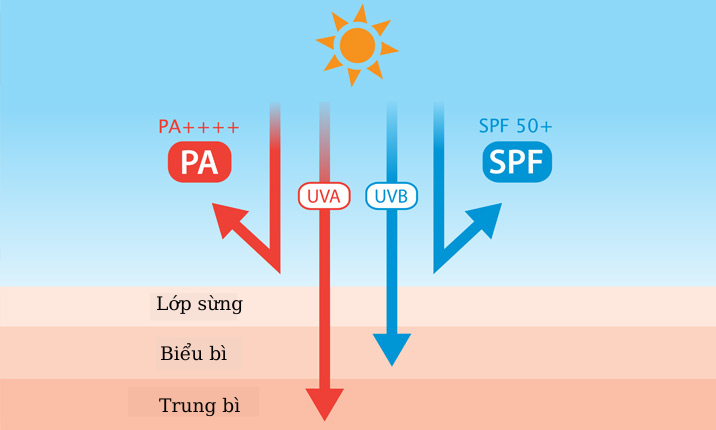 Hiểu đúng về chỉ số SPF và PA: Cơ sở khoa học khi chọn kem chống nắng phù hợp